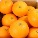 ［先行予約］厳選 ネーブルオレンジ10kg+250g（傷み補償分）［光センサー選別］［柑橘・ジュース］［IKE40］