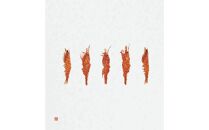 桂新堂&nbsp;海老づくし（2カップと11袋入）