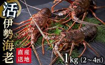 活 伊勢海老 1kg（2～4匹）南紀黒潮イセエビ 年末年始 お正月 お届け可【着日指定必須】｜期間限定 漁師直送 海鮮 海老 とれたて 人気