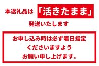 活 伊勢海老 1kg（2～4匹）南紀黒潮イセエビ 年末年始 お正月 お届け可【着日指定必須】｜期間限定 漁師直送 海鮮 海老 とれたて 人気