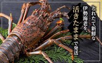 活 伊勢海老 1kg（2～4匹）南紀黒潮イセエビ 年末年始 お正月 お届け可【着日指定必須】｜期間限定 漁師直送 海鮮 海老 とれたて 人気