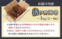 活 伊勢海老 1kg（2～4匹）南紀黒潮イセエビ 年末年始 お正月 お届け可【着日指定必須】｜期間限定 漁師直送 海鮮 海老 とれたて 人気