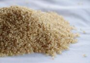 【先行予約】【新米】自社栽培米佐渡産こしひかり（玄米5kg）