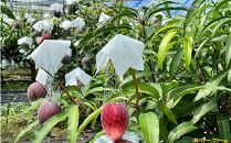 【2026年先行予約】奄美&nbsp;加計呂麻島&nbsp;完熟マンゴー&nbsp;家庭用&nbsp;約1kg（2～3玉入り）化粧箱【完熟マンゴー&nbsp;化粧箱&nbsp;果物&nbsp;マンゴー&nbsp;くだもの&nbsp;食品&nbsp;農家直送&nbsp;フルーツ&nbsp;飲料&nbsp;果汁飲料&nbsp;ドリンク&nbsp;季節限定&nbsp;先行予約&nbsp;贈り物&nbsp;ギフト&nbsp;鹿児島県&nbsp;奄美大島&nbsp;瀬戸内町】