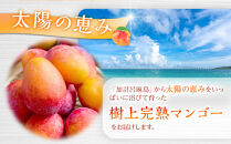 【2026年先行予約】奄美&nbsp;加計呂麻島&nbsp;完熟マンゴー&nbsp;家庭用&nbsp;約1kg（2～3玉入り）化粧箱【完熟マンゴー&nbsp;化粧箱&nbsp;果物&nbsp;マンゴー&nbsp;くだもの&nbsp;食品&nbsp;農家直送&nbsp;フルーツ&nbsp;飲料&nbsp;果汁飲料&nbsp;ドリンク&nbsp;季節限定&nbsp;先行予約&nbsp;贈り物&nbsp;ギフト&nbsp;鹿児島県&nbsp;奄美大島&nbsp;瀬戸内町】