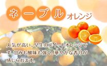 【家庭用】 森本農園の手選別ネーブルオレンジ 約7kg +200g傷み補償付 和歌山県産 サイズ混合 【北海道・沖縄・離島配送不可】【2025年1月上旬～2月中旬頃順次発送】【RN34】