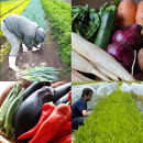 ＜5か月定期便＞2026年発送【緑のゆうき】購入された野菜の売上の1％が、社会貢献に&nbsp;京都産のこだわり野菜（有機野菜、栽培期間中農薬・化学肥料不使用など）を&nbsp;美味しいタイミングで収穫したセット