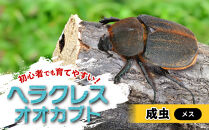 ヘラクレスオオカブト&nbsp;メス&nbsp;1匹&nbsp;サイズフリー　※配送不可地域あり