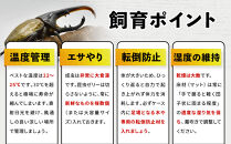 ヘラクレスオオカブト&nbsp;メス&nbsp;1匹&nbsp;サイズフリー　※配送不可地域あり