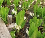 南砺の風便り　網戸張替シート【縄が池の水芭蕉】