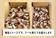 【訳あり】【当日収穫発送・鮮度◎】駒形農産のちびちゃん生しいたけ　1.9ｋｇ　椎茸　しいたけ　菌床椎茸　生椎茸　シイタケ　きのこ　キノコ　はねだし　アウトレット