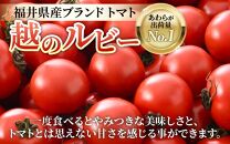 高糖度 ミディトマト 越のルビー パック入り 約1kg 5パック（25～35個入） / 福井県産 ブランド トマト 福井県産ブランドトマト  農家直送 有機肥料 低農薬 完熟 甘い