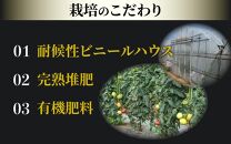 高糖度 ミディトマト 越のルビー パック入り 約1kg 5パック（25～35個入） / 福井県産 ブランド トマト 福井県産ブランドトマト  農家直送 有機肥料 低農薬 完熟 甘い