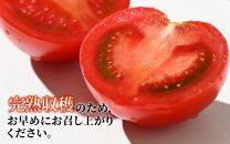 高糖度 ミディトマト 越のルビー パック入り 約1kg 5パック（25～35個入） / 福井県産 ブランド トマト 福井県産ブランドトマト  農家直送 有機肥料 低農薬 完熟 甘い