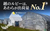 高糖度 ミディトマト 越のルビー パック入り 約1kg 5パック（25～35個入） / 福井県産 ブランド トマト 福井県産ブランドトマト  農家直送 有機肥料 低農薬 完熟 甘い