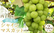 内子町産　竹内巨峰園の朝採りシャインマスカット２Kg（3～4房）