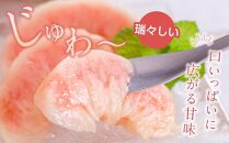 【秀品】川中島白桃 食べきりやすい3個入り 【2025年7月末頃から順次発送】こだわり 農家厳選 先行予約 モモ 【KG16】