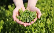 【訳あり】本山茶（ほんやまちゃ）200ｇ× 5本