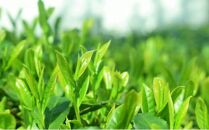 【2025年5月中旬より順次発送】 新茶 ほんやま茶 ティーバッグ 15個入×2袋 5000円 本山茶 オススメお茶◆