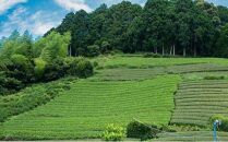 【2025年5月中旬より順次発送】 新茶 ほんやま茶 ティーバッグ 15個入×2袋 5000円 本山茶 オススメお茶◆