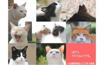 【さくらねこTNR活動支援】静岡市産本山茶（ほんやまちゃ）100g×3本 合計300g★★