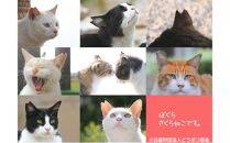 【さくらねこTNR活動支援】静岡市産茶ティーバッグ3種類（静岡茶・ほうじ茶・和紅茶）各12個入 計36ティーバッグ