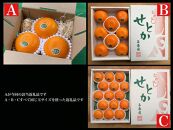 お試し規格&nbsp;柑橘の大トロ&nbsp;ハウス&nbsp;せとか&nbsp;厳選&nbsp;小玉&nbsp;3玉入&nbsp;手さげ箱&nbsp;×&nbsp;2箱&nbsp;南泰園&nbsp;和歌山&nbsp;有田