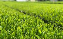 静岡 本山 特選 深蒸し 煎茶 200g 缶入り 化粧箱 オススメお茶【お茶 緑茶 茶葉 日本茶 静岡茶 静岡県産 】