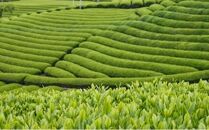 伝統の中で作り上げた本物の味　本山茶セット オススメお茶