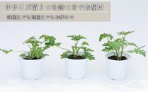 虫よけ効果 ローズゼラニウム 中サイズ苗 3個セット（鉢つき）