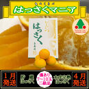 1・4月発送&nbsp;全2回&nbsp;定期便&nbsp;はっさく&nbsp;マニア&nbsp;貯蔵&nbsp;＆&nbsp;木成完熟&nbsp;傷あり&nbsp;二級品&nbsp;7&nbsp;～&nbsp;10玉&nbsp;化粧箱&nbsp;和歌山&nbsp;有田&nbsp;南泰園