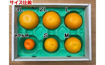 1・4月発送&nbsp;全2回&nbsp;定期便&nbsp;はっさく&nbsp;マニア&nbsp;貯蔵&nbsp;＆&nbsp;木成完熟&nbsp;訳あり傷多め&nbsp;L&nbsp;または&nbsp;M&nbsp;5.5kg&nbsp;茶箱&nbsp;和歌山&nbsp;有田&nbsp;南泰園