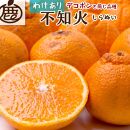 ＜4月より発送＞家庭用 不知火5kg+150g（傷み補償分）【デコポンと同品種・人気の春みかん】【光センサー食頃出荷】【わけあり・訳あり】【IKE53】