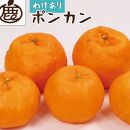 ＜1月より発送＞家庭用 ポンカン5kg+150g（傷み補償分）【訳あり・わけあり】【光センサー選別】【IKE24】