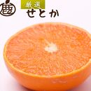 厳選 せとか約3kg+90g（傷み補償分）【柑橘・春みかんの王様】【光センサー選別】【2025年2月初旬～2025年4月中旬頃 順次発送予定】【IKE61】