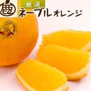 厳選 ネーブルオレンジ 約5kg+150g（傷み補償分）【光センサー選別】【2025年2月初旬～2025年2月末日頃 順次発送予定】【IKE39】