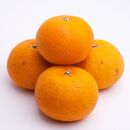 ＜4月より発送＞&nbsp;厳選&nbsp;甘夏柑4kg+120g（傷み補償分）初夏のみかん・旬の果物&nbsp;有田産&nbsp;光センサー食べ頃出荷［IKE71］
