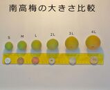 【梅干・梅酒用】大玉4Lサイズ約10kg熟南高 生梅 赤秀品＜2025年6月上旬～7月7日発送予定＞【ART02】