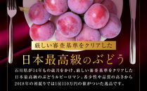 【2026年&nbsp;先行予約】ルビーロマン&nbsp;600g&nbsp;葡萄&nbsp;ぶどう&nbsp;ブドウ&nbsp;高級&nbsp;フルーツ&nbsp;果物&nbsp;&nbsp;石川&nbsp;金沢&nbsp;加賀百万石&nbsp;加賀&nbsp;百万石&nbsp;北陸&nbsp;北陸復興&nbsp;北陸支援