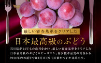 ルビーロマン&nbsp;1kg（500g×2房）|&nbsp;葡萄&nbsp;ぶどう&nbsp;ブドウ&nbsp;高級&nbsp;フルーツ&nbsp;果物&nbsp;金沢市&nbsp;石川県ぶどう&nbsp;高級ぶどう&nbsp;赤ぶどう&nbsp;大粒ぶどう&nbsp;ブランドぶどう&nbsp;金沢フルーツ&nbsp;金沢お土産&nbsp;お中元フルーツ&nbsp;ギフトぶどう&nbsp;贈答用ぶどう&nbsp;旬の果物&nbsp;新鮮ぶどう&nbsp;高級フルーツ&nbsp;フルーツギフト&nbsp;ルビーロマンお取り寄せ&nbsp;金沢産ぶどう&nbsp;希少ぶどう&nbsp;石川&nbsp;金沢&nbsp;加賀百万石&nbsp;加賀&nbsp;百万石&nbsp;北陸&nbsp;北陸復興&nbsp;北陸支援