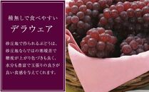 【2025年7月上旬発送】種無しデラウエア 2kg（8～12房） 先行予約 葡萄 ぶどう ブドウ デラウェア デラウエア 種無し 種無 フルーツ 果物  石川 金沢 加賀百万石 加賀 百万石 北陸 北陸復興 北陸支援