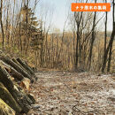 石川県産原木椎茸ホダ木2本（家庭菜園にオススメのハーフサイズ約40cm！）