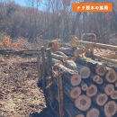 石川県産原木椎茸ホダ木2本（家庭菜園にオススメのハーフサイズ約40cm！）