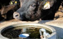 北海道 標茶町 星空の黒牛 ユッケ （生食牛肉真空）50g 12パック 牛肉 お肉 北海道産