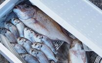 ＜定期便全4回＞3か月に1回お届け！1年続けて鮮魚を楽しめます！旬の地魚詰め合わせ 2kg以上定期便