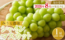【2026年発送分先行予約】シャインマスカット&nbsp;１房（約500～600g）【2026年9月上旬以降順次】