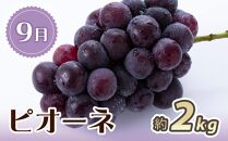 【2・7・9月 全3回】紀州和歌山産旬のフルーツセット（いちご・桃・ピオーネ）【UT95】