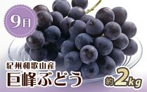 【2・7・9月 全3回】紀州和歌山産旬のフルーツセット（いちご・桃・巨峰）【UT96】