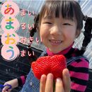 【福岡スイーツ自然の贈り物】かわいい化粧箱入り！福岡県産冷凍あまおう合計1kg(500g×2袋)【イチゴ いちご 苺 あまおう 果物 くだもの 博多名物 冷凍 スイーツ 贈答用 ギフト プレゼント 食品 人気 おすすめ 福岡県 大任町 BC015】