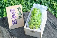 通常の1.5倍サイズ！良味・大房！　完熟シャインマスカット（特撰品）900g